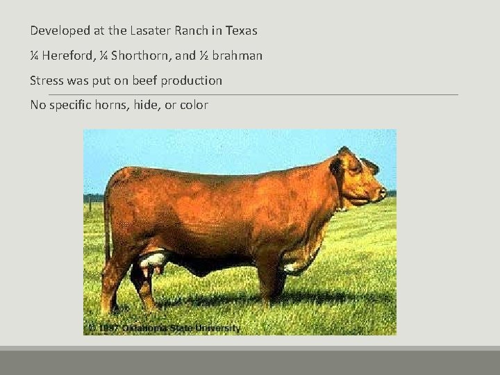 Developed at the Lasater Ranch in Texas ¼ Hereford, ¼ Shorthorn, and ½ brahman Developed at the Lasater Ranch in Texas ¼ Hereford, ¼ Shorthorn, and ½ brahman