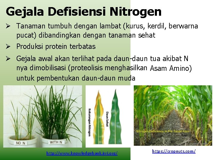 Gejala Defisiensi Nitrogen Tanaman tumbuh dengan lambat (kurus, kerdil, berwarna pucat) dibandingkan dengan tanaman