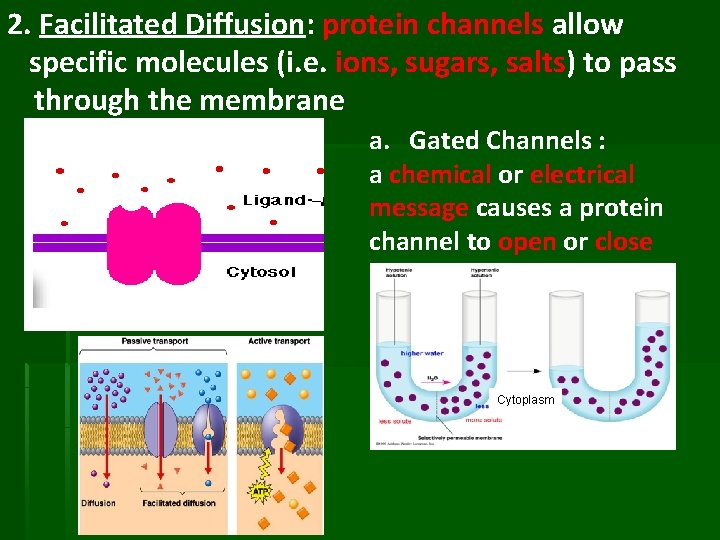 2. Facilitated Diffusion: protein channels allow specific molecules (i. e. ions, sugars, salts) to