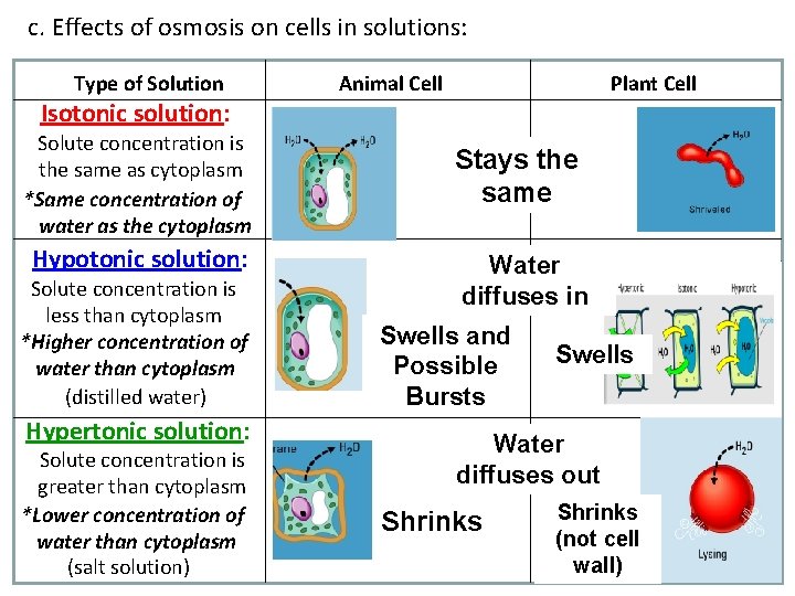 c. Effects of osmosis on cells in solutions: Type of Solution Isotonic solution: Solute