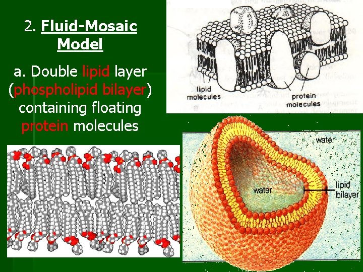 2. Fluid-Mosaic Model a. Double lipid layer (phospholipid bilayer) containing floating protein molecules 