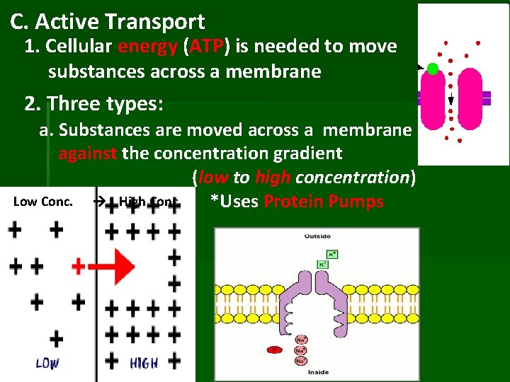 C. Active Transport 1. Cellular energy (ATP) is needed to move substances across a