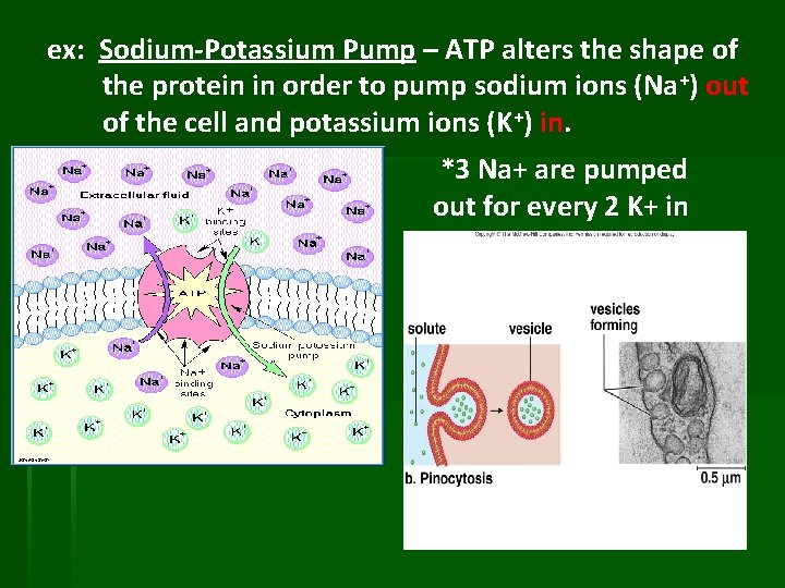 ex: Sodium-Potassium Pump – ATP alters the shape of the protein in order to