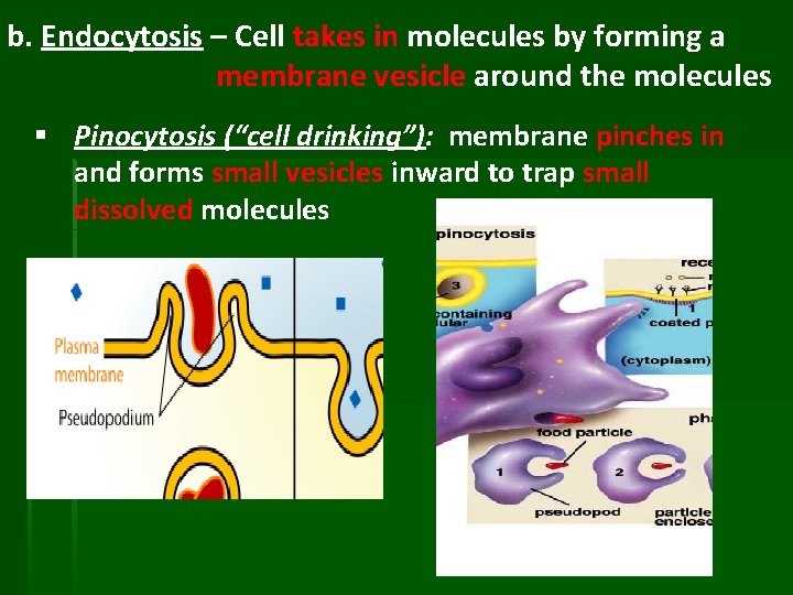 b. Endocytosis – Cell takes in molecules by forming a membrane vesicle around the