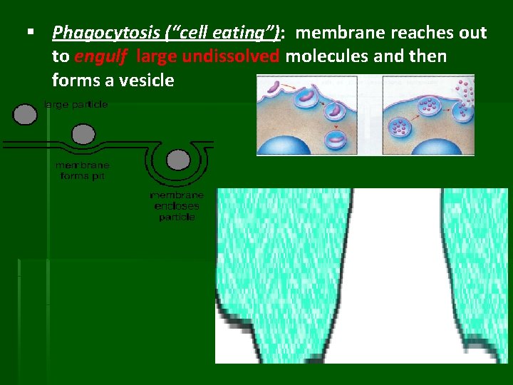 § Phagocytosis (“cell eating”): membrane reaches out to engulf large undissolved molecules and then