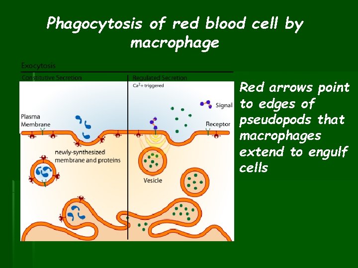 Phagocytosis of red blood cell by macrophage Red arrows point to edges of pseudopods