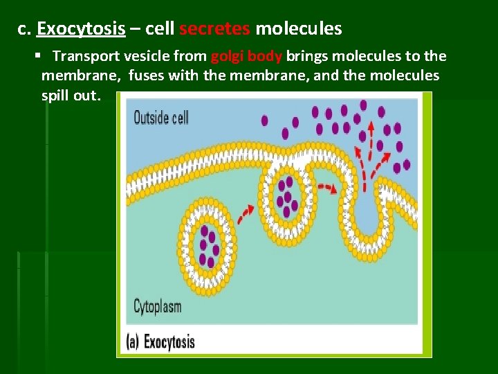 c. Exocytosis – cell secretes molecules § Transport vesicle from golgi body brings molecules
