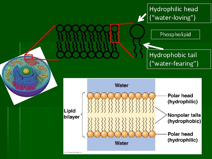 Hydrophilic head (“water-loving”) Phospholipid Hydrophobic tail (“water-fearing”) 