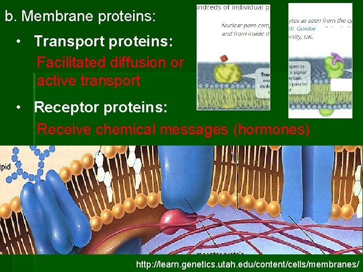 b. Membrane proteins: • Transport proteins: Facilitated diffusion or active transport • Receptor proteins: