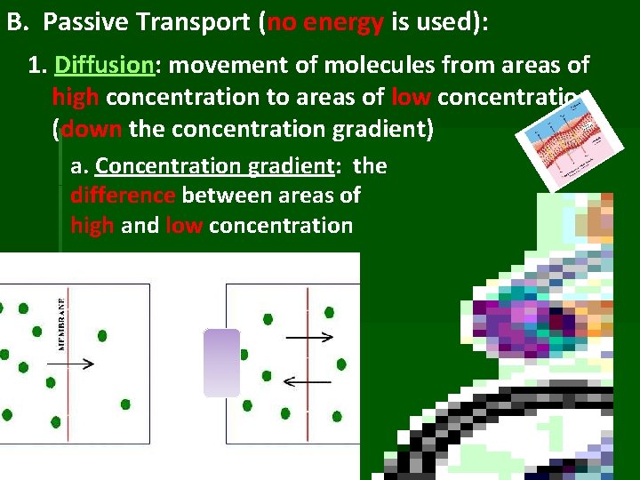 B. Passive Transport (no energy is used): 1. Diffusion: movement of molecules from areas