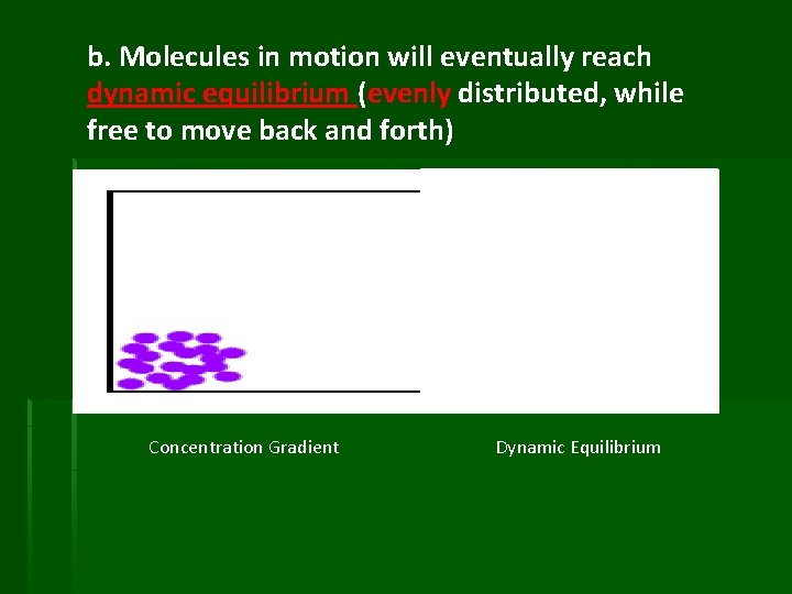 b. Molecules in motion will eventually reach dynamic equilibrium (evenly distributed, while free to