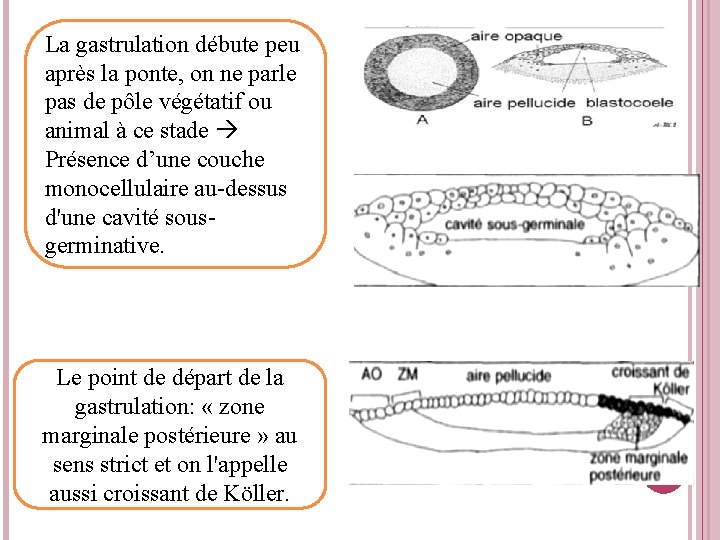 La gastrulation débute peu après la ponte, on ne parle pas de pôle végétatif