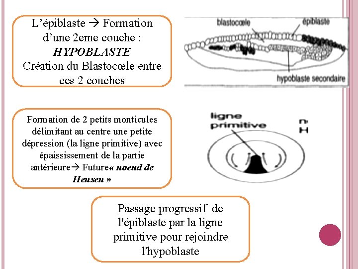 L’épiblaste Formation d’une 2 eme couche : HYPOBLASTE Création du Blastocœle entre ces 2