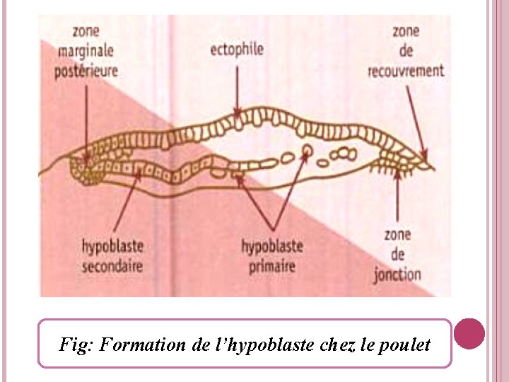 Fig: Formation de l’hypoblaste chez le poulet 