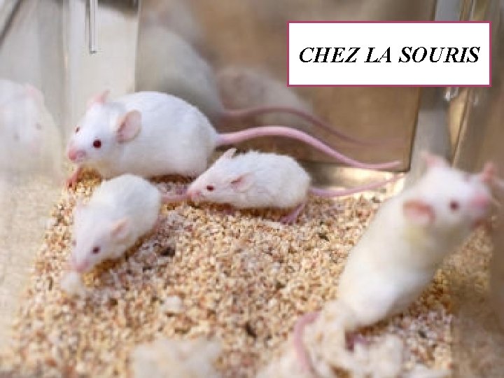 CHEZ LA SOURIS 