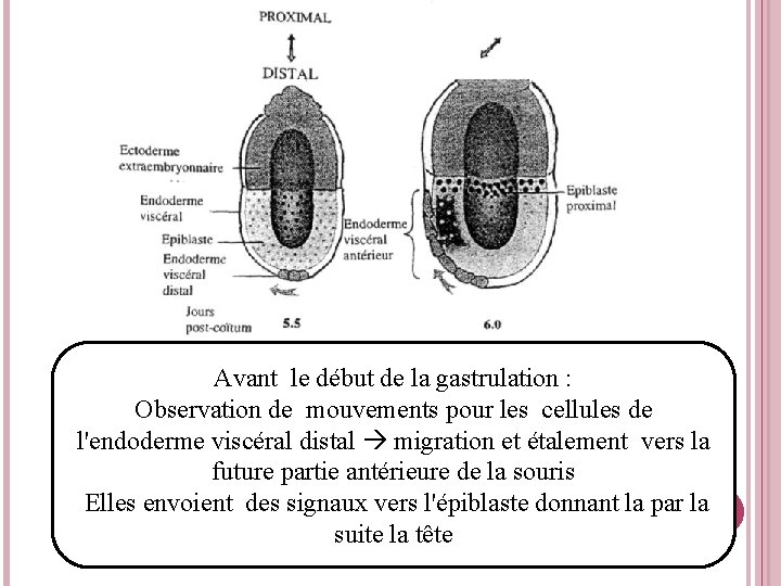 Avant le début de la gastrulation : Observation de mouvements pour les cellules de