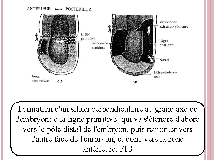 Formation d'un sillon perpendiculaire au grand axe de l'embryon: « la ligne primitive qui