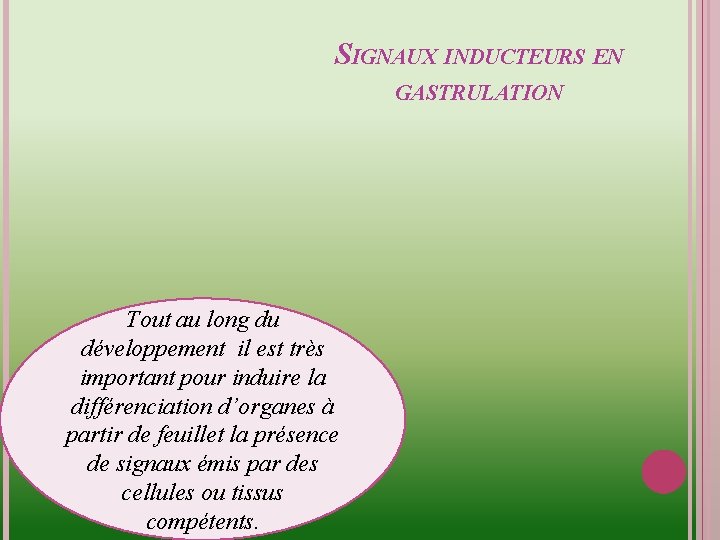 SIGNAUX INDUCTEURS EN GASTRULATION Tout au long du développement il est très important pour