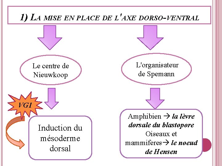 1) LA MISE EN PLACE DE L'AXE DORSO-VENTRAL Le centre de Nieuwkoop L'organisateur de