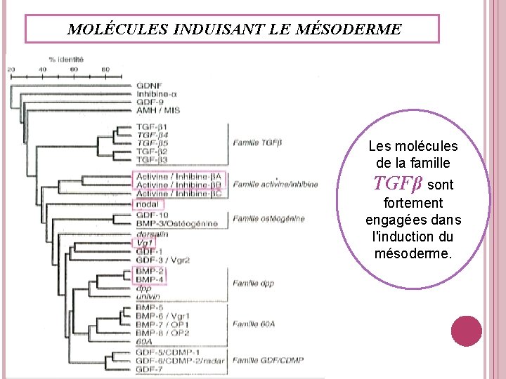 MOLÉCULES INDUISANT LE MÉSODERME Les molécules de la famille TGFβ sont fortement engagées dans