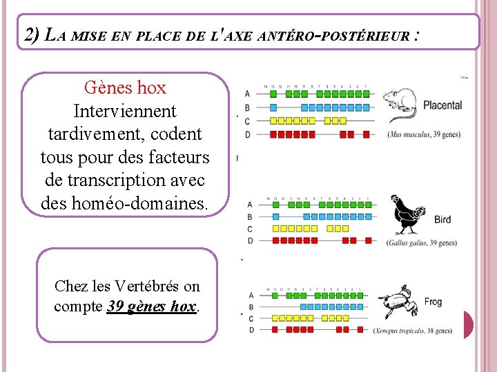 2) LA MISE EN PLACE DE L'AXE ANTÉRO-POSTÉRIEUR : Gènes hox Interviennent tardivement, codent