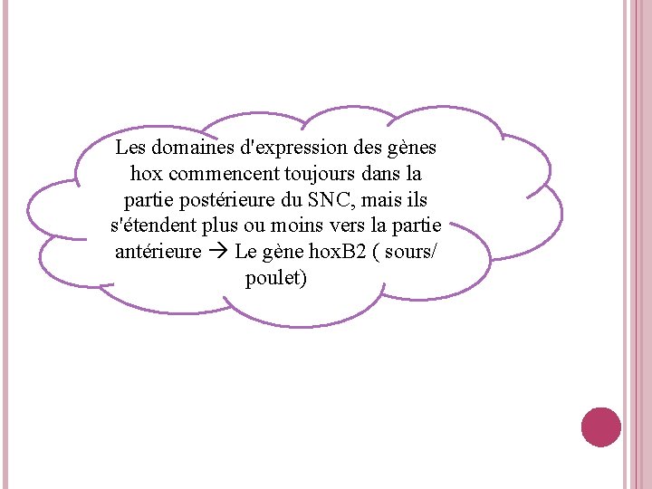 Les domaines d'expression des gènes hox commencent toujours dans la partie postérieure du SNC,