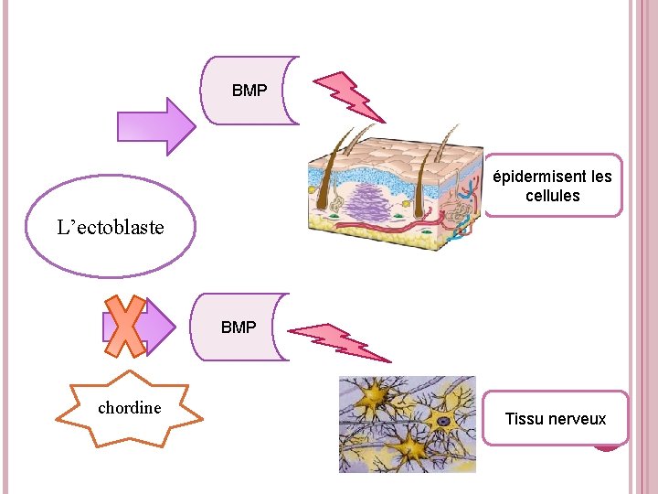 BMP épidermisent les cellules L’ectoblaste BMP chordine Tissu nerveux 