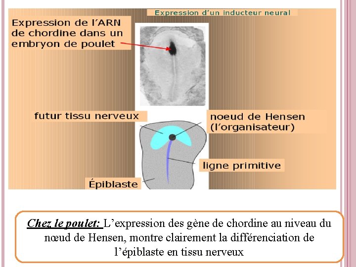 Chez le poulet: L’expression des gène de chordine au niveau du nœud de Hensen,