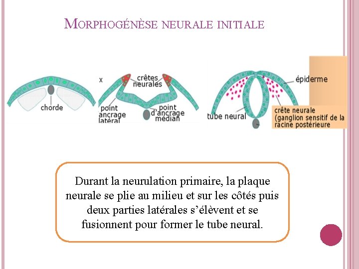 MORPHOGÉNÈSE NEURALE INITIALE Durant la neurulation primaire, la plaque neurale se plie au milieu