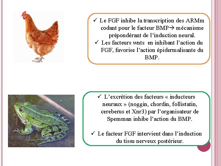  Le FGF inhibe la transcription des ARMm codant pour le facteur BMP mécanisme