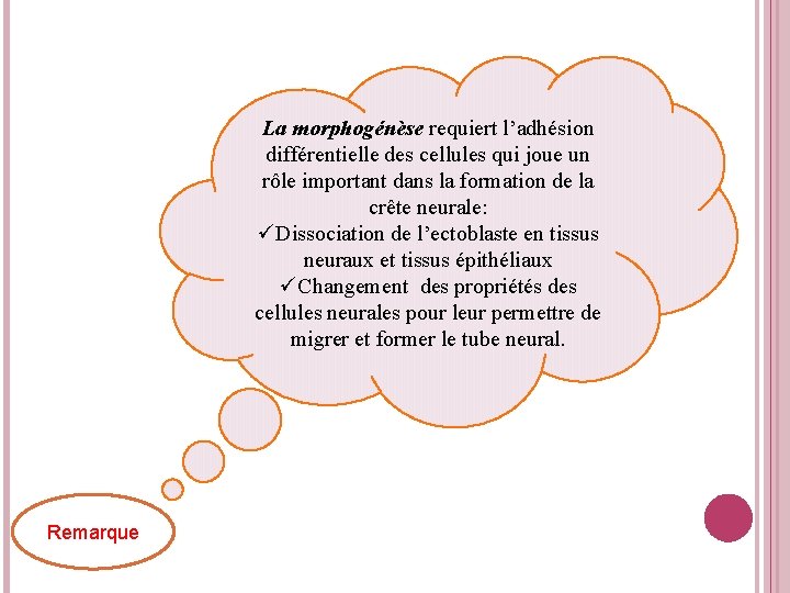 La morphogénèse requiert l’adhésion différentielle des cellules qui joue un rôle important dans la