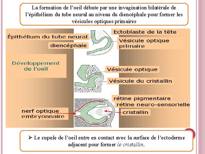 La formation de l’oeil débute par une invagination bilatérale de l’épithélium du tube neural