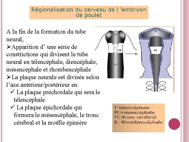 A la fin de la formation du tube neural, ØApparition d’ une série de