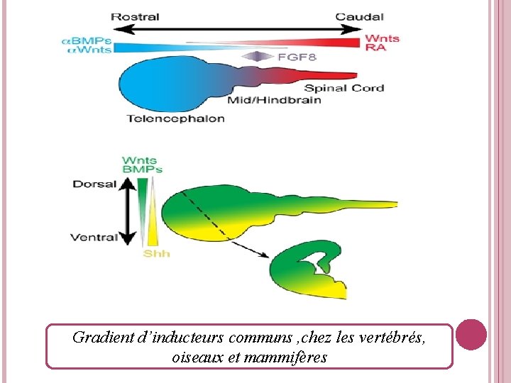 Gradient d’inducteurs communs , chez les vertébrés, oiseaux et mammifères 