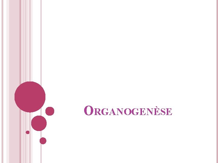 ORGANOGENÈSE 