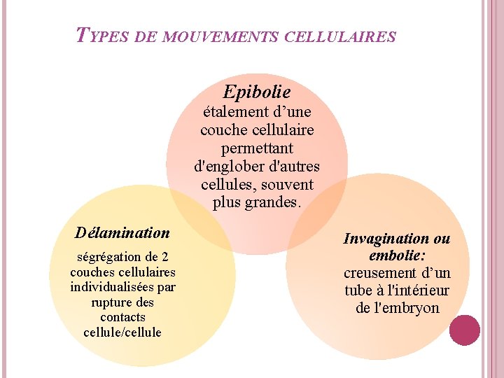 TYPES DE MOUVEMENTS CELLULAIRES Epibolie étalement d’une couche cellulaire permettant d'englober d'autres cellules, souvent