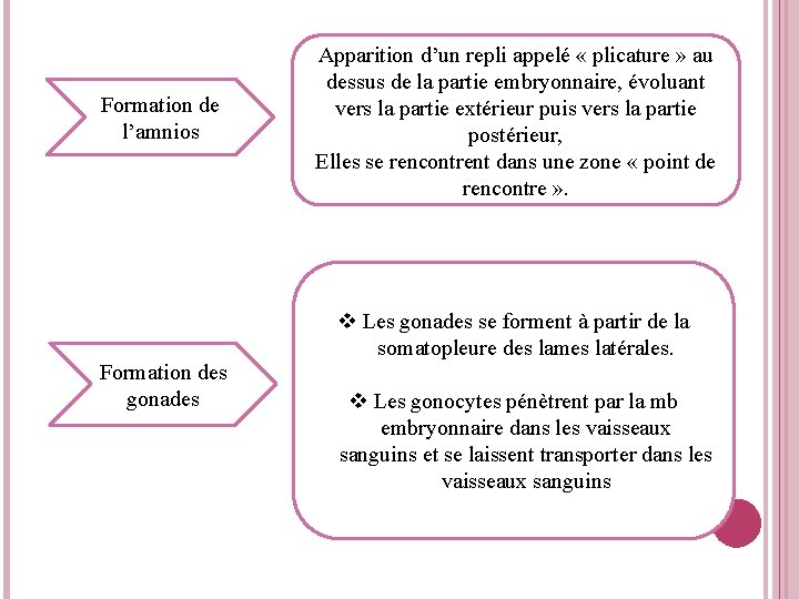 Formation de l’amnios Formation des gonades Apparition d’un repli appelé « plicature » au