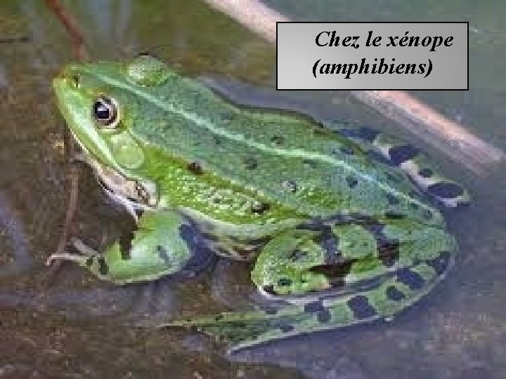 Chez le xénope (amphibiens) 