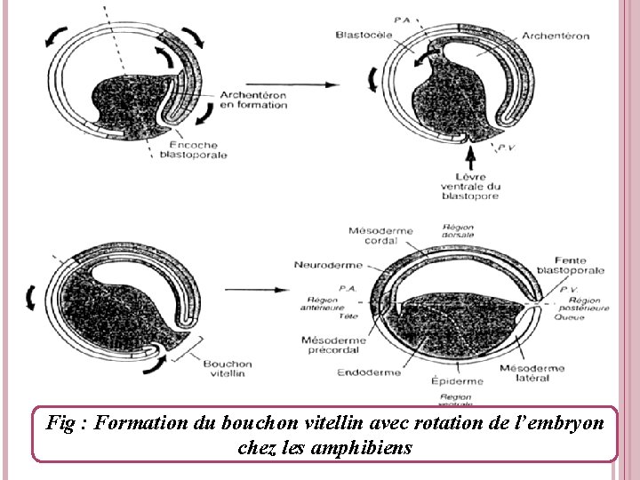 Fig : Formation du bouchon vitellin avec rotation de l’embryon chez les amphibiens 