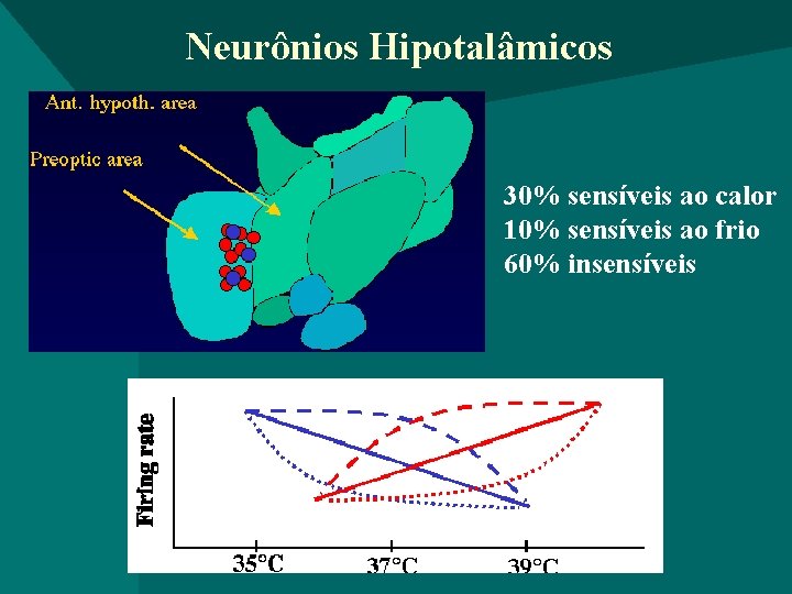 Neurônios Hipotalâmicos 30% sensíveis ao calor 10% sensíveis ao frio 60% insensíveis 