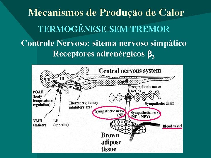Mecanismos de Produção de Calor TERMOGÊNESE SEM TREMOR Controle Nervoso: sitema nervoso simpático Receptores