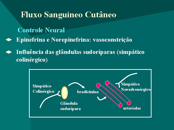 Fluxo Sanguíneo Cutâneo Controle Neural Epinefrina e Norepinefrina: vasoconstrição Influência das glândulas sudoríparas (simpático