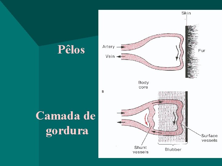 Pêlos Camada de gordura 