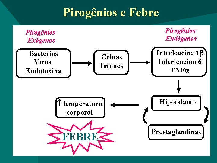 Pirogênios e Febre Pirogênios Endógenos Pirogênios Exógenos Bacterias Vírus Endotoxina Céluas Imunes Interleucina 1