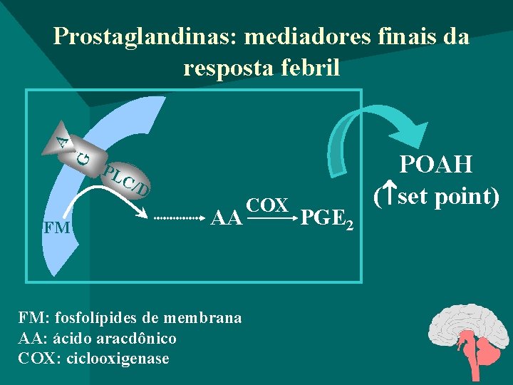 G A Prostaglandinas: mediadores finais da resposta febril FM PL C/D AA FM: fosfolípides