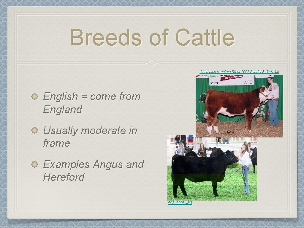 Breeds of Cattle Champion Hereford Steer 2007 Scarlet & Gray. jpg English = come