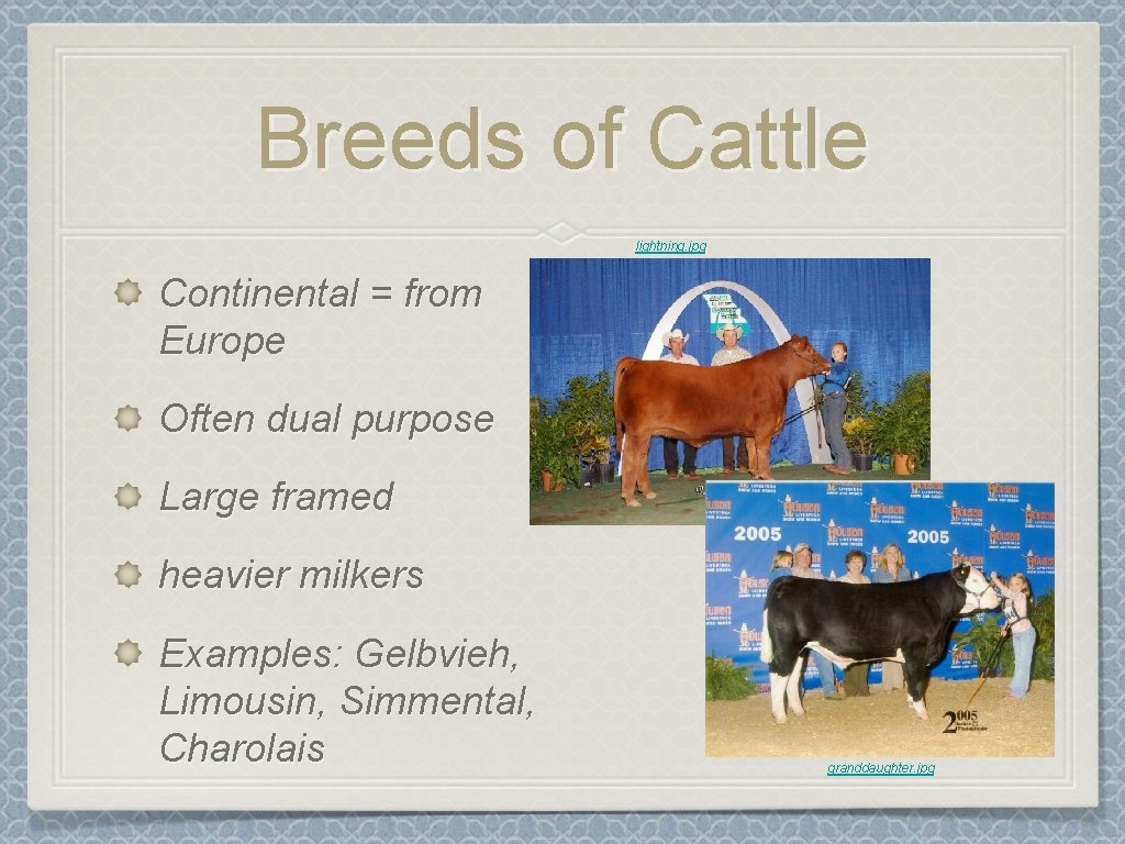 Breeds of Cattle lightning. jpg Continental = from Europe Often dual purpose Large framed