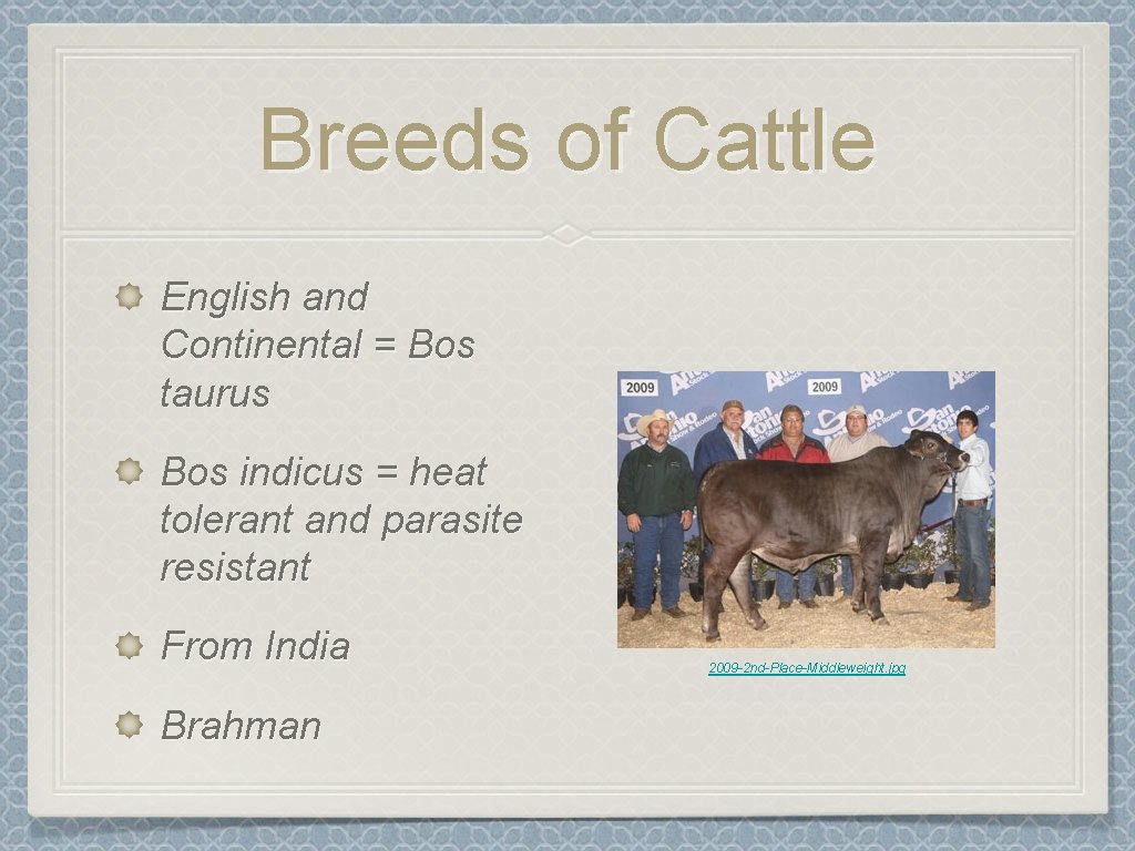 Breeds of Cattle English and Continental = Bos taurus Bos indicus = heat tolerant