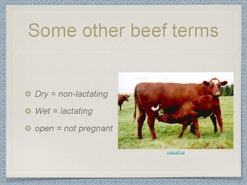 Some other beef terms Dry = non-lactating Wet = lactating open = not pregnant