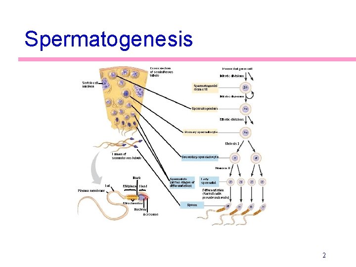 Spermatogenesis 2 